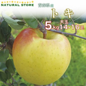 [予約 10月1日～初荷分より順次発送] トキりんご 14玉-16玉（大玉） 5kg 箱 りんご 青森県産 特大玉 高糖度