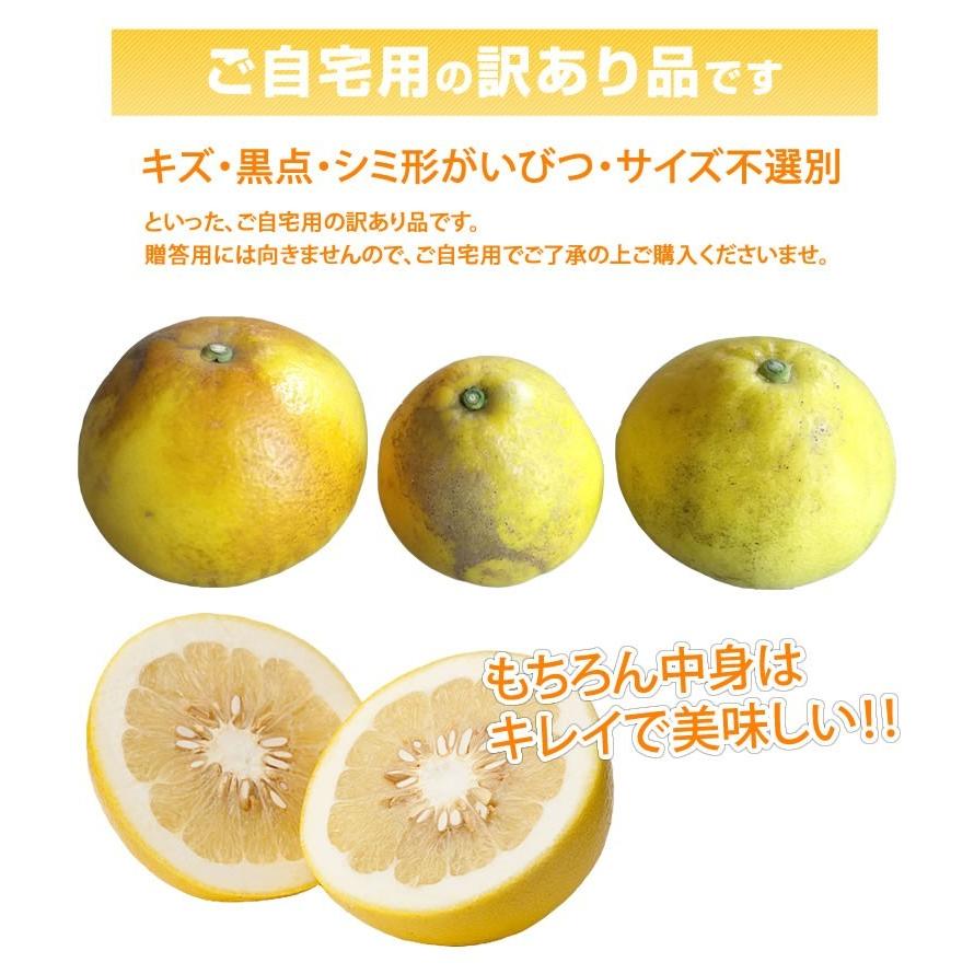 パール柑 5kg 箱込 (内容量4kg 不良果補償分500g)  文旦 みかん 送料無料 訳あり 無選別 サイズ混合 熊本県産 グレープフルーツ 蜜柑