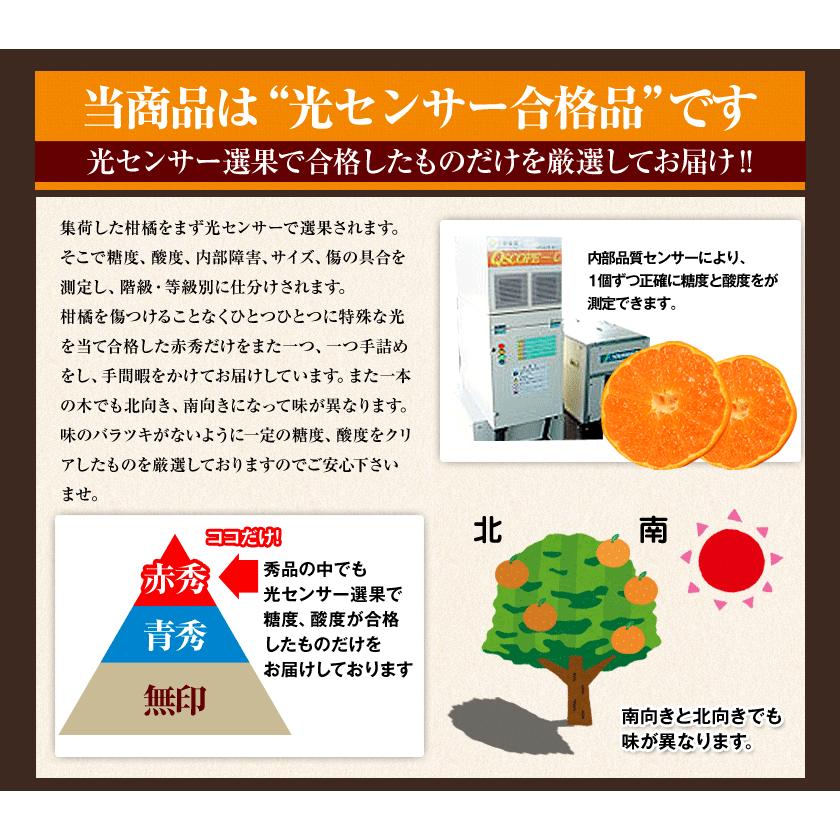 秀品 天草 ぽんかん 約4kg 送料無料 Lサイズ限定 贈答  果物 フルーツ お取り寄せグルメ 12月中旬-12月末頃より発送予定