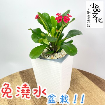 現貨 小品文化 紅麒麟花4吋磚紋免澆水懶人盆栽簡單好種植觀葉植物室內植物自動吸水創意花盆居家辦公盆 蝦皮商城