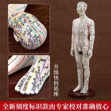 （熱門爆品）（萬人回購好評）人體針灸模型人經絡穴位中醫全身十二銅人模特圖練習小皮人可扎針