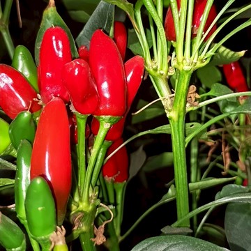 🌶️(印度子彈頭 辣椒)  (特辣）迷人的簇狀辣椒 味道略帶甜 四季田園盆栽露台觀賞食用辣椒種籽