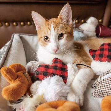 【貓玩具 狂野貓咪 假期系列】貓草 逗貓 寵物