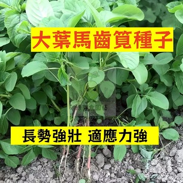 🌱早熟高產 大葉馬齒筧種植MCJ-4 適應力強 不挑土壤 長壽菜 耐旱 五行草 母豬菜 藥 田園庭院盆栽蔬菜種子