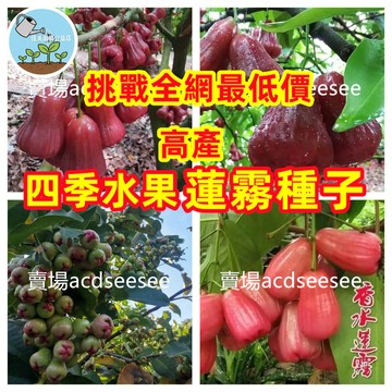 🔥🔥【珍果收藏】13款蓮霧種子｜黑金剛/香水/巴掌/芭比蓮霧｜熱帶果樹 庭院盆栽｜南北可試種 嫁接基底