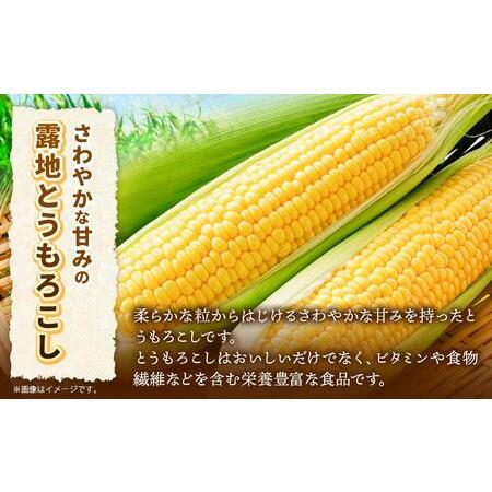 ふるさと納税 北海道産ピュアホワイト・露地とうもろこし　計12本 2024年8月下旬から発送開始予定 北海道旭川市