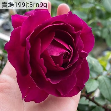 現貨🌹【櫻桃時節月季種子】🌹 （250粒）四季多年生玫瑰種子  多頭豐花濃香飽滿 庭院陽台室內外盆栽花卉 綠植切花種籽