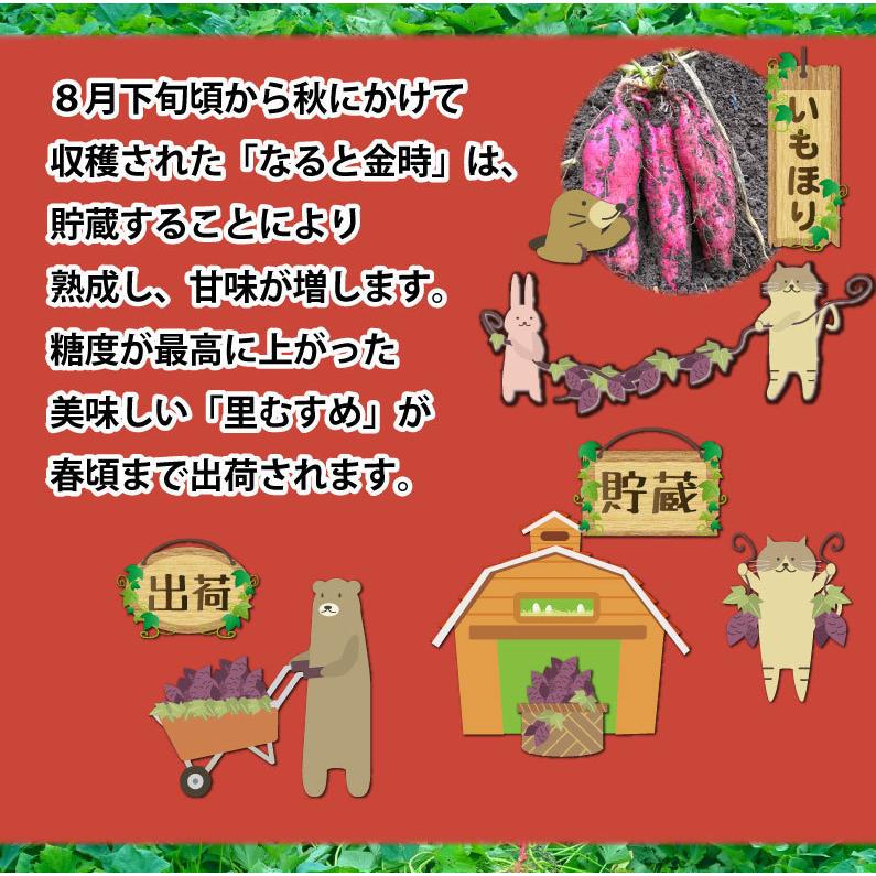 ギフト さつまいも なると金時 里むすめ 秀品 生芋 2Sサイズ 約60g〜90ｇ 約56〜84本 鳴戸市里浦 産地直送 5kg×1箱 鳴門金時 送料無料 J常