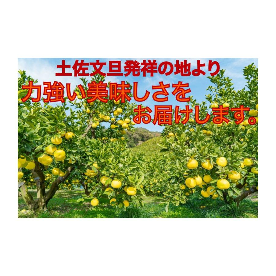 厳選 園主こだわり土佐文旦3kg大玉(5〜7玉）（2024年2月1日から順次発送）  柑橘 かんきつ  果物 くだもの  フルーツ 贈り物 ギフト