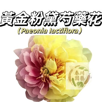 台灣現貨（黃金粉黛芍藥花種子 SY-16）濃香型~粉黃色係重辦多年生觀賞花卉耐熱大花型庭院陽台盆栽非牡丹四季種植花卉種籽