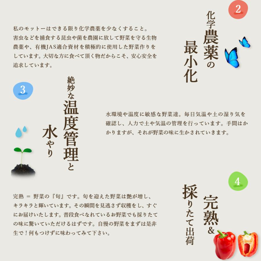 お試し 採れたて！ 静岡 野菜セット 5品目 農家直送 産地直送 新鮮 食材 旬野菜 詰め合わせ お取り寄せ