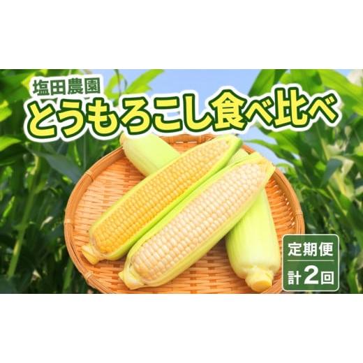 ふるさと納税 北海道 洞爺湖町 定期便 全2回 北海道産 とうもろこし 2種 恵味 ピュアホワイト 食べ比べ めぐみ ゴールド イエロー ホワイト 朝採り とうきび …