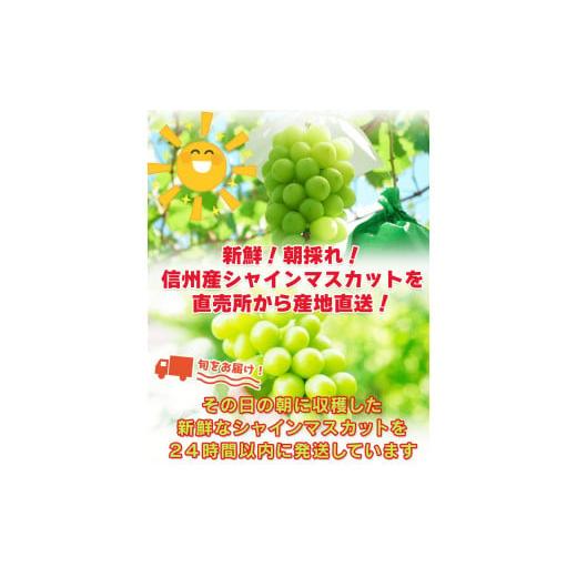 ふるさと納税 長野県 千曲市  シャインマスカット 約1kg~1.2kg 贈答用