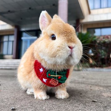 瀟灑小寵可愛兔子領結裝飾手工毛線編制寵物兔貓咪荷蘭豬圍脖圍兜