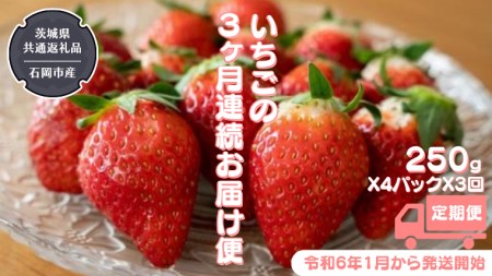  合計3kgお届け いちご の3ヶ月連続お届け便　（1回：250g×4パック）×3回 （県内共通返礼品：石岡市産） 果物 フルーツ イチゴ 苺 白いちご 白苺 とちおとめ 白いちご 紅ほっぺ やよいひめ 定期便