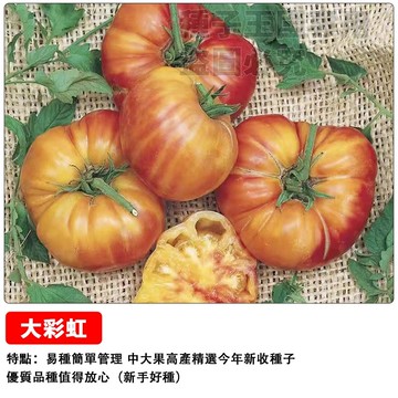 大彩虹番茄種子 七彩番茄 水果番茄 迷你番茄 盆栽可種 多色混收 高甜度 家庭菜園 陽台種植 觀賞食用 有機栽培 禮物盆