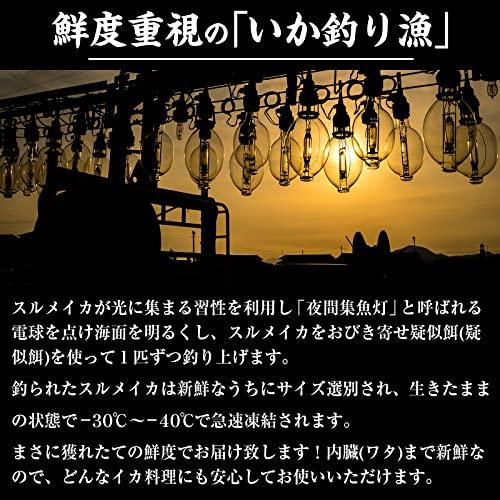 ますよね 日本海産 お刺身用 するめいか（真イカ） スルメイカ 7ハイ(1.5kg前後)