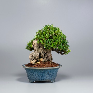 【附石盆景】精緻盆景 綠意盆景 送禮推薦