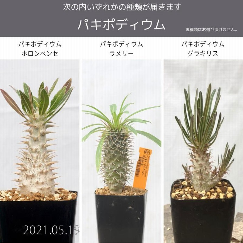 亀甲竜  (パキポディウム グラキリス チタノタ パキプス  コーデックス バキバキの亀甲竜入荷です🥳🎉 サイズは幅10センチ〜14センチ