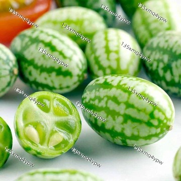 台灣現貨 拇指西瓜種子（100粒）四季高產 拇指西瓜 種子 拇指微型迷你小西瓜 保證正品 可食用