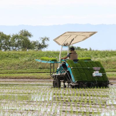 ふるさと納税 小郡市 たごもり農園の自然米 ヒノヒカリ　5kg