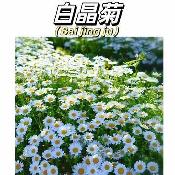 【春季小太陽】白晶菊種子｜台灣春天必種 小白花海超療癒｜陽台爆盆 花期長｜新手友善 撒種就活 小白菊小雛菊菊花#花卉種籽