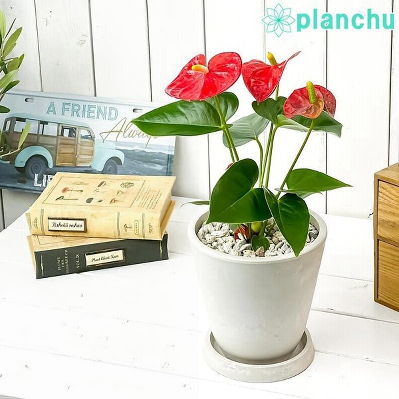 観葉植物 アンスリウム レッド 5号樹脂鉢 ホワイト 受け皿付き 育て方説明書付き Anthurium Andraeanum アンスリューム 鉢花 通販 Lineポイント最大0 5 Get Lineショッピング