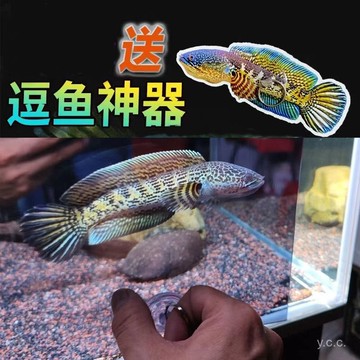 🔥桃園有貨🔥雷龍訓練鏡子雙麵透明鏡鬥逗外環扣工具雷龍鼓腮專用透視鏡 YJVF