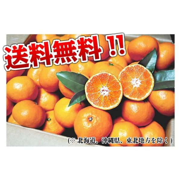 有田みかん 訳あり 10kg 和歌山県産 送料無料(北海道、沖縄県、東北地方除く) ミカン みかん 蜜柑 温州みかん ご自宅用 家庭用 果物 産地直送