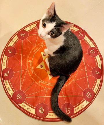 魔法召喚陣 寵物墊 貓草墊 貓草 貓奴