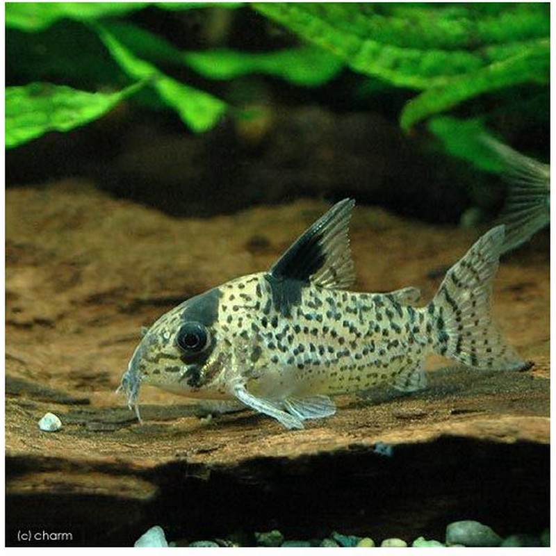 熱帯魚 コリドラス パンク ワイルド ３匹 北海道 九州 沖縄航空便要保温 通販 Lineポイント最大0 5 Get Lineショッピング