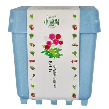 iPlant 積木農場盆栽  小品菊  小品菊 小雛菊  12 x 12 x 13.5cm