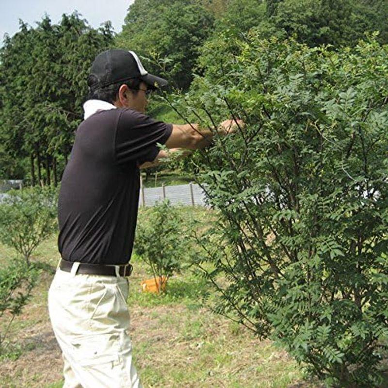 奥出雲山椒ジャコのり 頼むからごはんください。 80g × ５個 山椒さんしょうじゃこのり