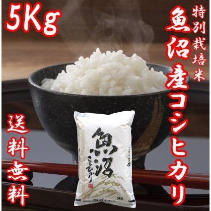 令和5年産 新米 魚沼産コシヒカリ 米 5kg お米 5kg 白米 送料無料 うまい米 極上 米高級 Ａランク 5キロ 新潟コシヒカリ 贈答用 贈り物 ギフト 新潟県