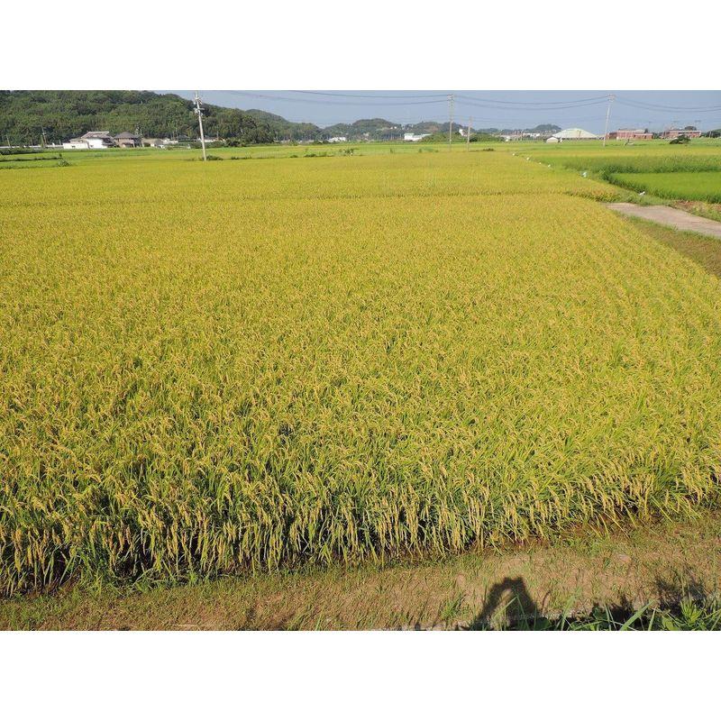 精米長崎県産 無洗米 コシヒカリ 5? 令和4年産