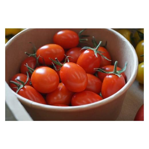 ふるさと納税 三重県 多気町 PF-01　旬のトマトのてんこ盛りセット