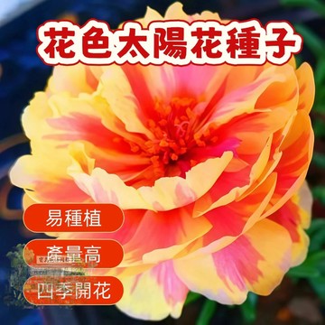 🌹 花色太陽花種子  四季種植 稀有重瓣 四季播種松葉牡丹易活開花不斷室內外陽臺種植 觀賞花卉種子 超低價