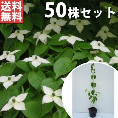 庭木 植木 シンボルツリー：ハクサンボク（白山木）* 樹高100ｃｍ 佐川