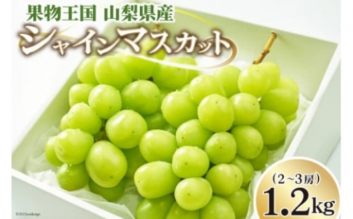 ぶどう シャインマスカット 1.2kg (2～3房) [OUTTA REACH JAPAN 山梨県 韮崎市 20742336] フルーツ 果物 マスカット ブドウ 産地直送 数量限定 期間限定