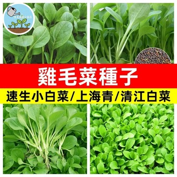 佳美 【18天可收成】速生雞毛菜種子 清江小白菜速生青菜種子上海青種子四季播種耐熱快菜種子農家盆栽蔬菜種子