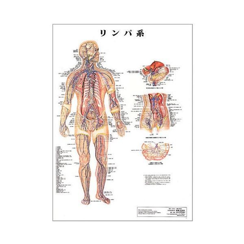☆◎医学チャート◎A3日本語版4点セット（骨格、筋肉系、血管系、神経 
