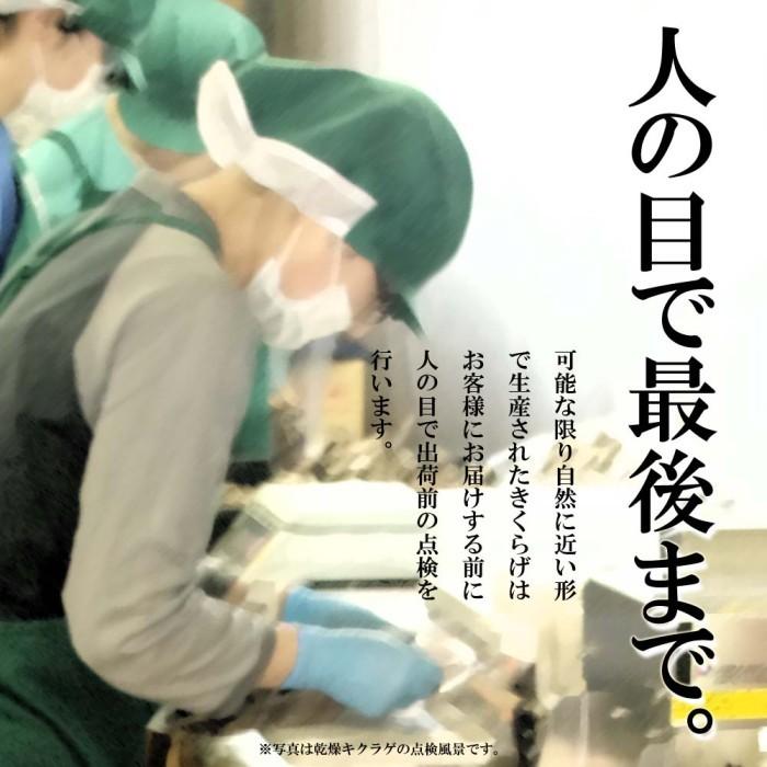 きくらげ 生 国産 500g 北海道産 生きくらげ 送料無料 無農薬 ビタミンD 菌床 栽培 キクラゲ 冷蔵 お取り寄せ 食物繊維 しゃぶしゃぶ 天ぷら わさび醤油