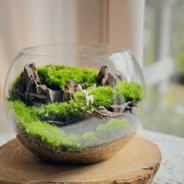 福鹿森林(8吋圓缸):手作苔蘚生態缸 療癒微景觀 辦公室綠意