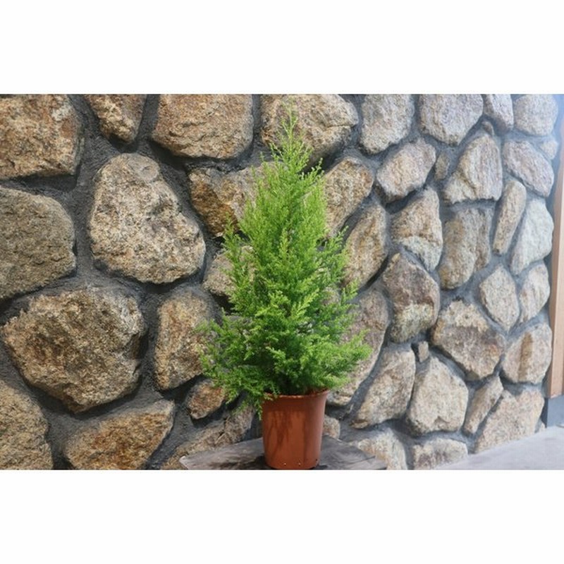 ゴールドクレスト 4号鉢 コニファー 寄せ植え 鉢植え 通販 Lineポイント最大0 5 Get Lineショッピング
