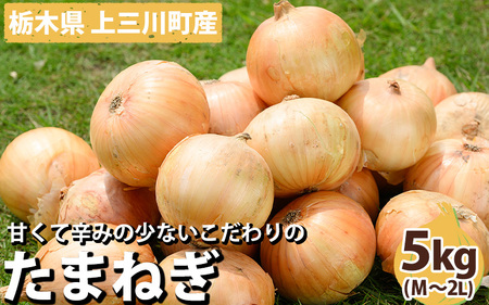 栃木県産 たまねぎ 5kg ※2024年5月より順次発送予定 ※離島への配送不可 ※着日指定不可