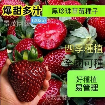 台灣現貨 草莓種子（200粒）四季種植 超甜四季可播 室內外陽台盆栽 粒粒精選草莓種子 草莓之王易爆盆水果種籽 高產