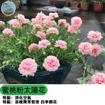 重瓣太陽花種子 觀賞向日葵 蜜桃粉太陽花  大朵花種 庭院花海 陽台盆栽 切花材料 開花持久 蜜源植物 好種易活