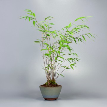 【風水植物】綠意盆景 招財聚氣  美化居家