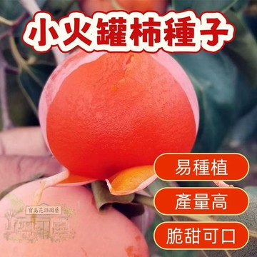 🔥（小火罐柿子種子 ）當季新籽 發芽率高 新手易種植 營養豐富 脆甜可口 長勢較快 陽台庭院盆栽#超優惠