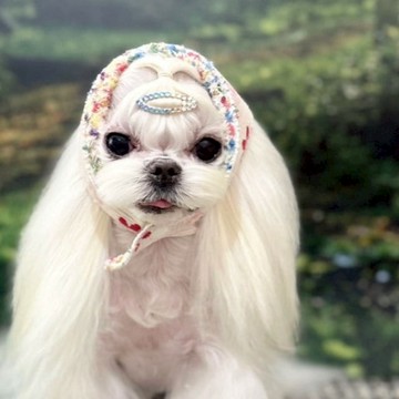 💜獨家販售【梨花娘】🫧韓國PUMBLEPET GD造型雙面可用犬用頭巾小香風毛呢貓咪圍脖冬季披肩(7款)